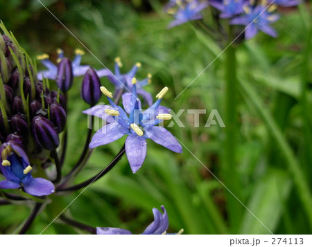 スキラ-04 スキラ-04 274113