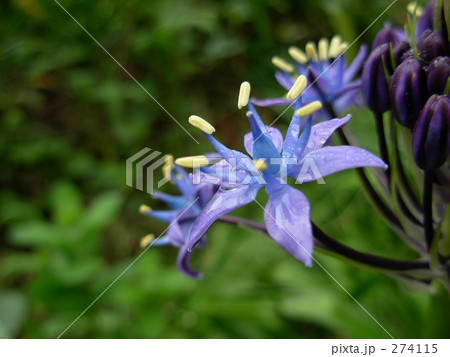 スキラ-05 スキラ-05 274115