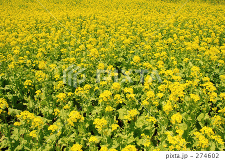 菜の花 274602