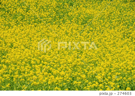 菜の花 菜の花 274603