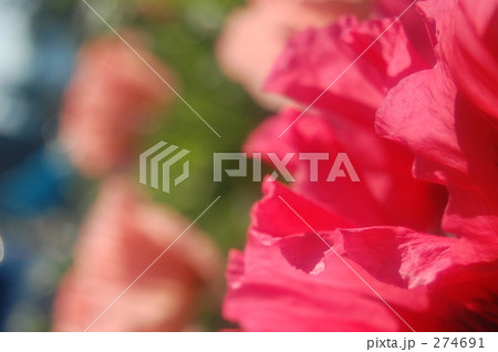 ☆~オニゲシの花~☆ ☆~オニゲシの花~☆ 274691