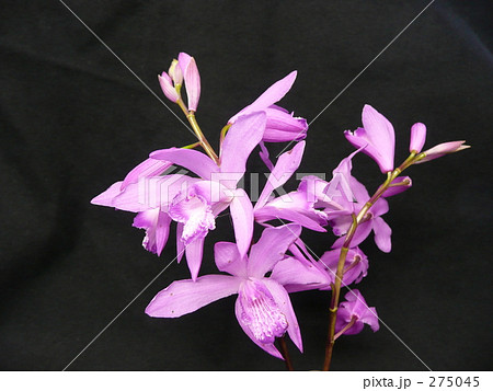 シラン　紫蘭 275045