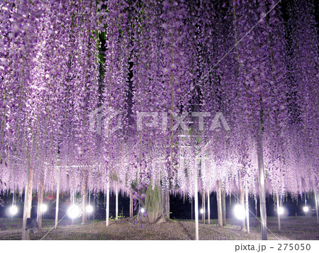 ふじものがたり 275050