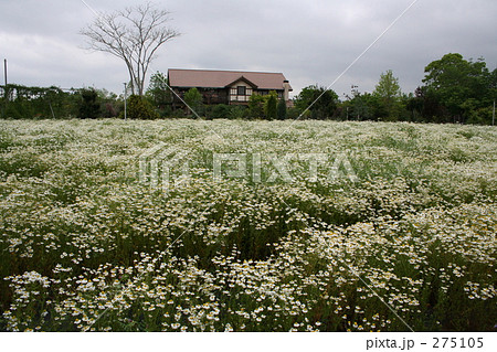 カモミール畑 275105