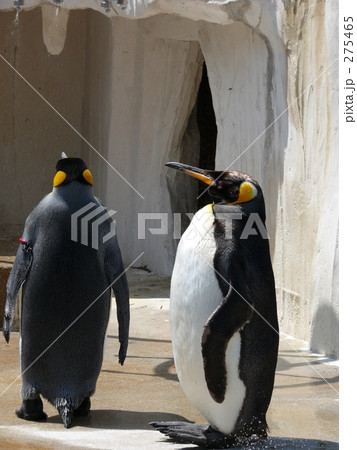 コウテイペンギン 275465