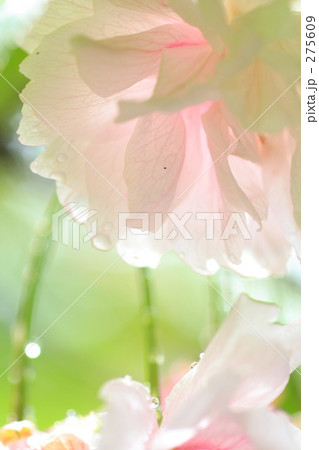 水滴と桜 275609