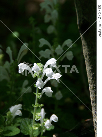 タツナミソウ 275780