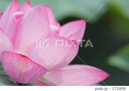 蓮_002 蓮_002 275806