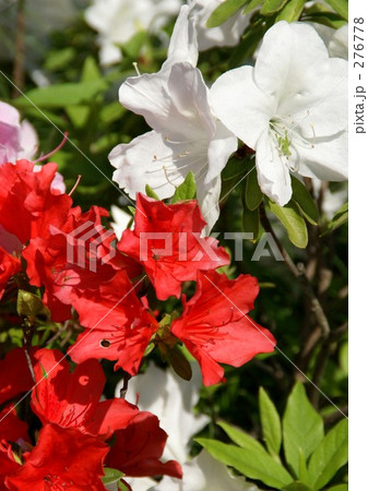 ヒラドツツジ 276778