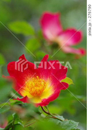 ハマナス ハマナス 276790