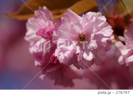 満開の八重桜 276797