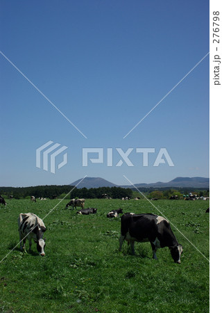 放牧（縦構図） 276798