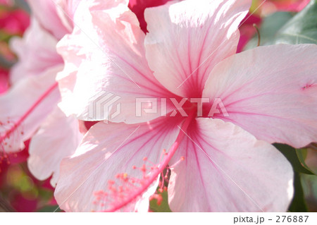 ピンクのハイビスカス 276887