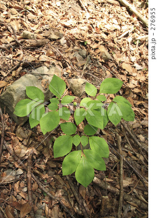 ヤマシャクヤク ヤマシャクヤク 276955