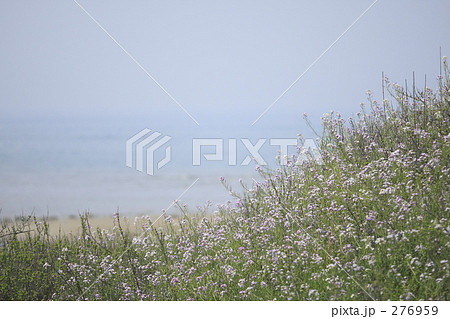 海と空とハマダイコン 276959