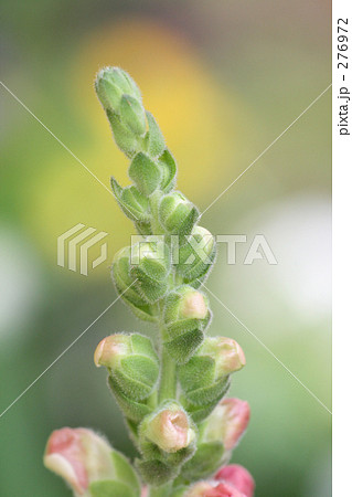 キンギョソウの蕾 キンギョソウの蕾 276972