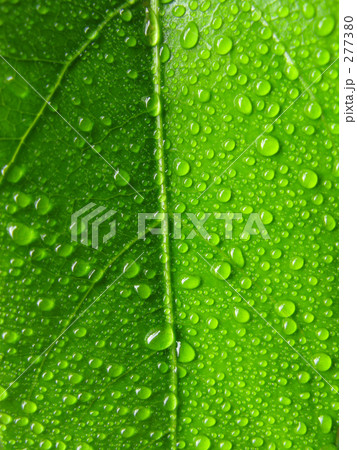 雨上がり 雨上がり 277380
