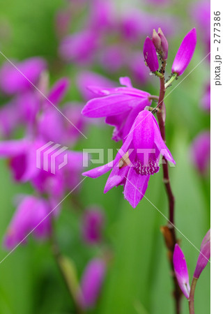 シラン（縦構図） 277386