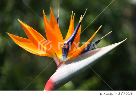 極楽鳥花 極楽鳥花 277618