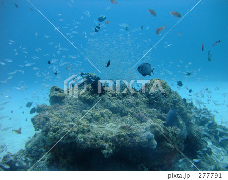 スカシテンジクダイと根 スカシテンジクダイと根 277791