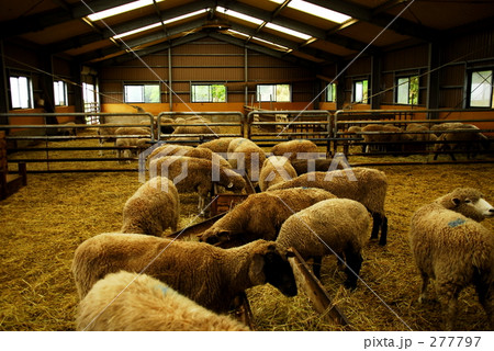養羊場 277797