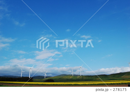 菜の花畑と風車 278175