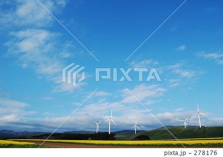 菜の花畑と風力発電 278176
