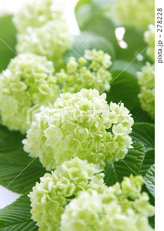 おおでまりⅥ 278228