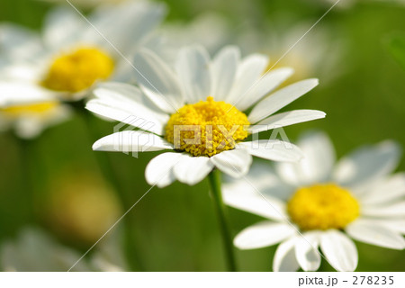 白い花 白い花 278235