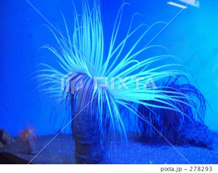 くらげ くらげ 278293