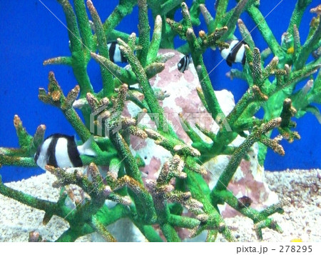 珊瑚 珊瑚 278295