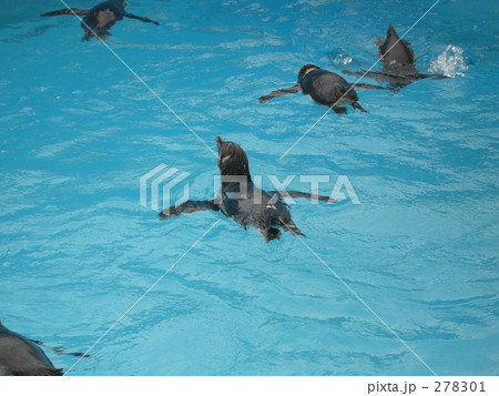 ペンギン ペンギン 278301