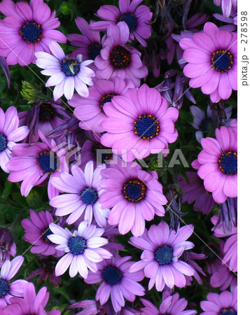 紫に栄える 278598