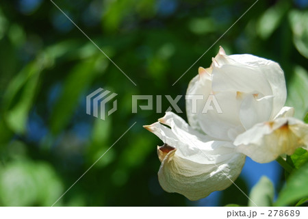 八重咲きのハナミズキ 八重咲きのハナミズキ 278689