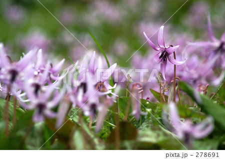 かたくり　控えめに 278691