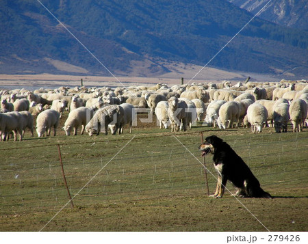 牧羊犬と羊の放牧 279426