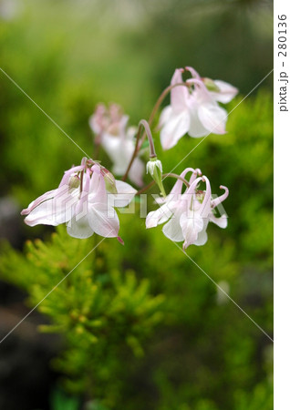 オダマキ(2) オダマキ(2) 280136