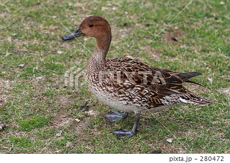 オナガガモ オナガガモ 280472