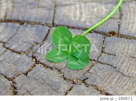 切り株にクローバー 280671