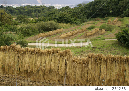 はぜ掛けの棚田 はぜ掛けの棚田 281228