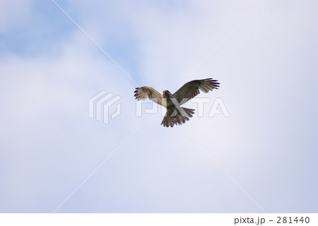 たか たか 281440