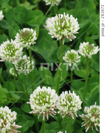 シロツメ 281672