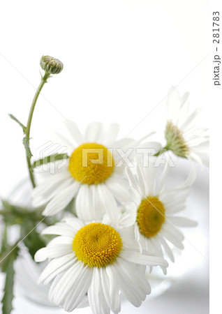 マーガレット 281783