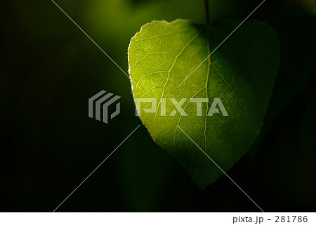 木陰 木陰 281786