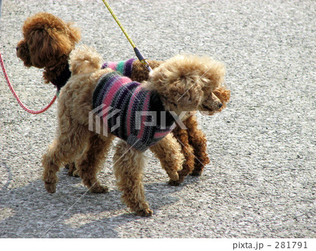 散歩中の犬 散歩中の犬 281791