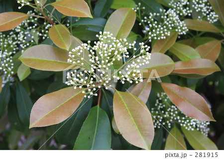 生垣の花 生垣の花 281915