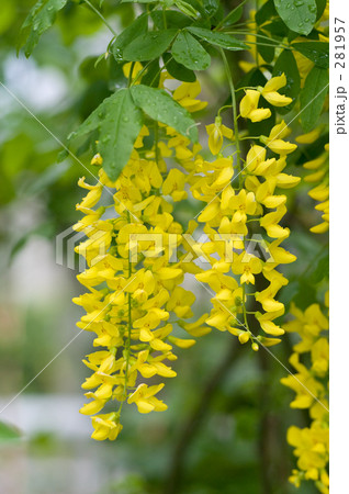 キングサリ キングサリ 281957