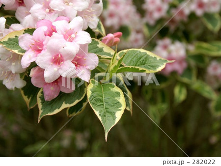 ハコネウツギ 282022