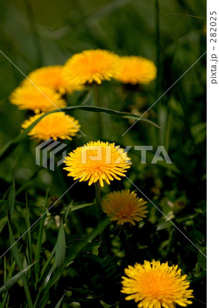 黄色たんぽぽ 黄色たんぽぽ 282025