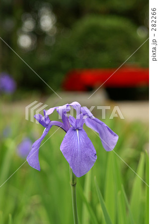 かきつばた　弐 282266